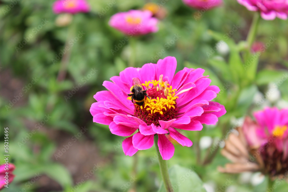 Bee with flower Bee with flower