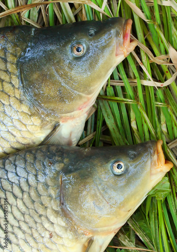 Fototapeta Naklejka Na Ścianę i Meble -  Fishing catch. The Common Carp ( Cyprinus Carpio ).