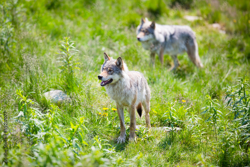 Fototapeta premium Wolves in nature