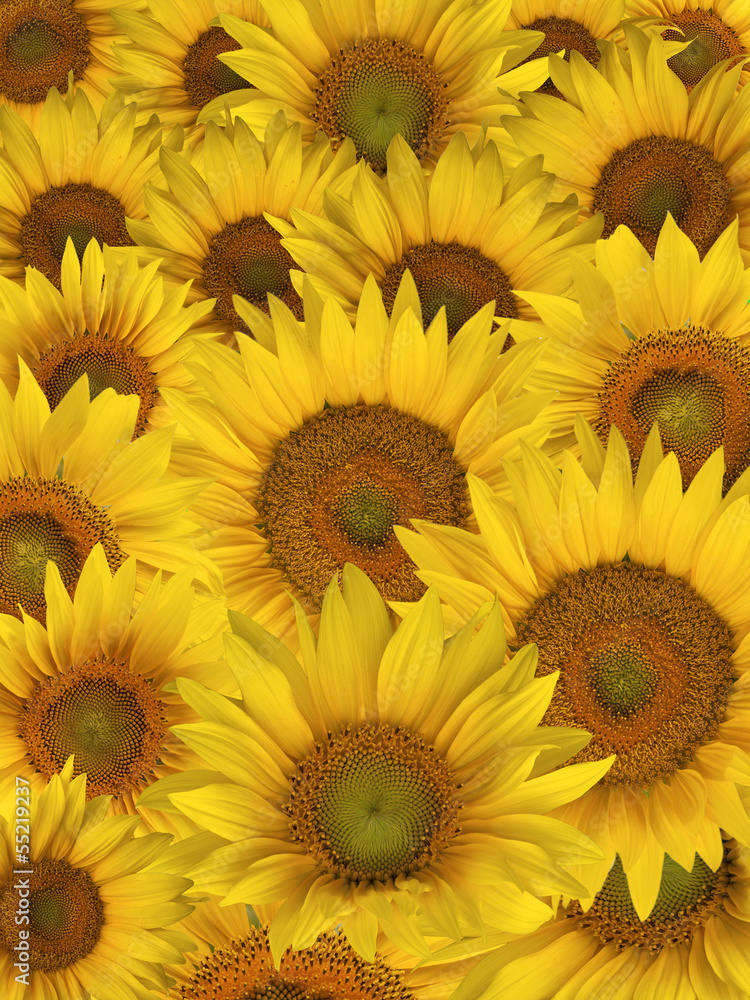 Obraz premium Sunflower petals background