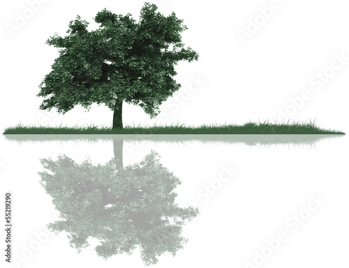 Tree, grass and reflection