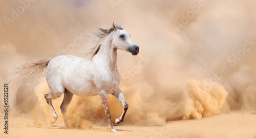 Fototapeta Naklejka Na Ścianę i Meble -  arab stallion in desert