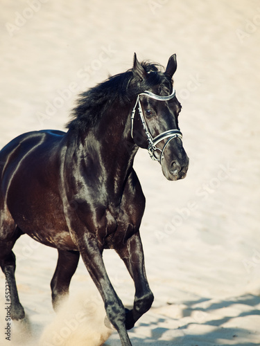 Galloping beautiful black stallion in the desert