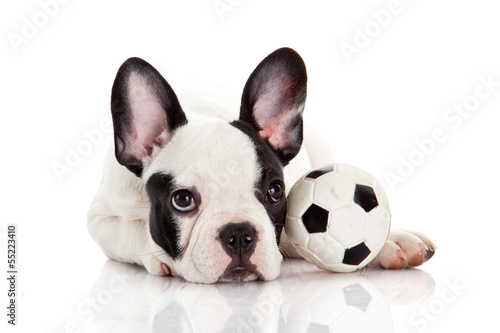 French bulldog puppy with toy  ball over white © EwaStudio