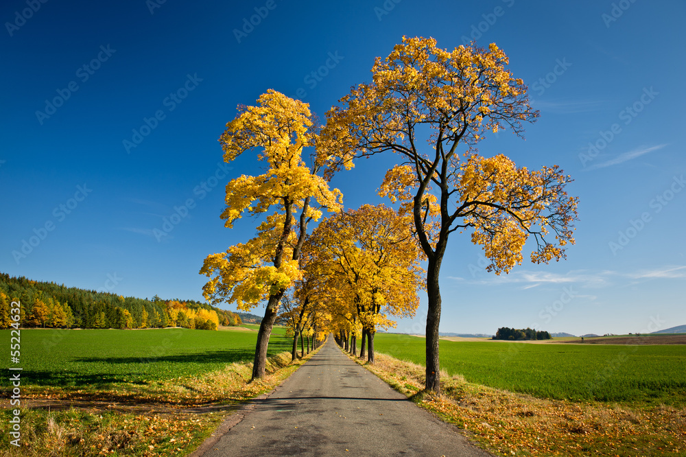 Fototapeta premium Beautiful golden autumn alley