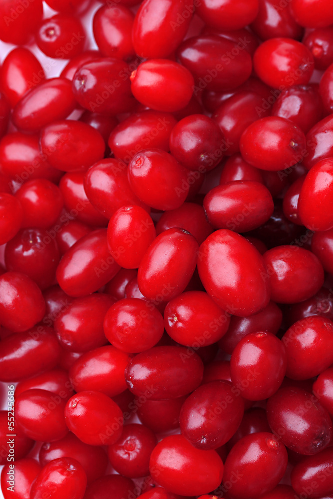 Fresh cornel berries, close up Fresh cornel berries, close up
