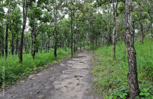 Hiking trail through dipterocarp forest, Thailand © boonsom