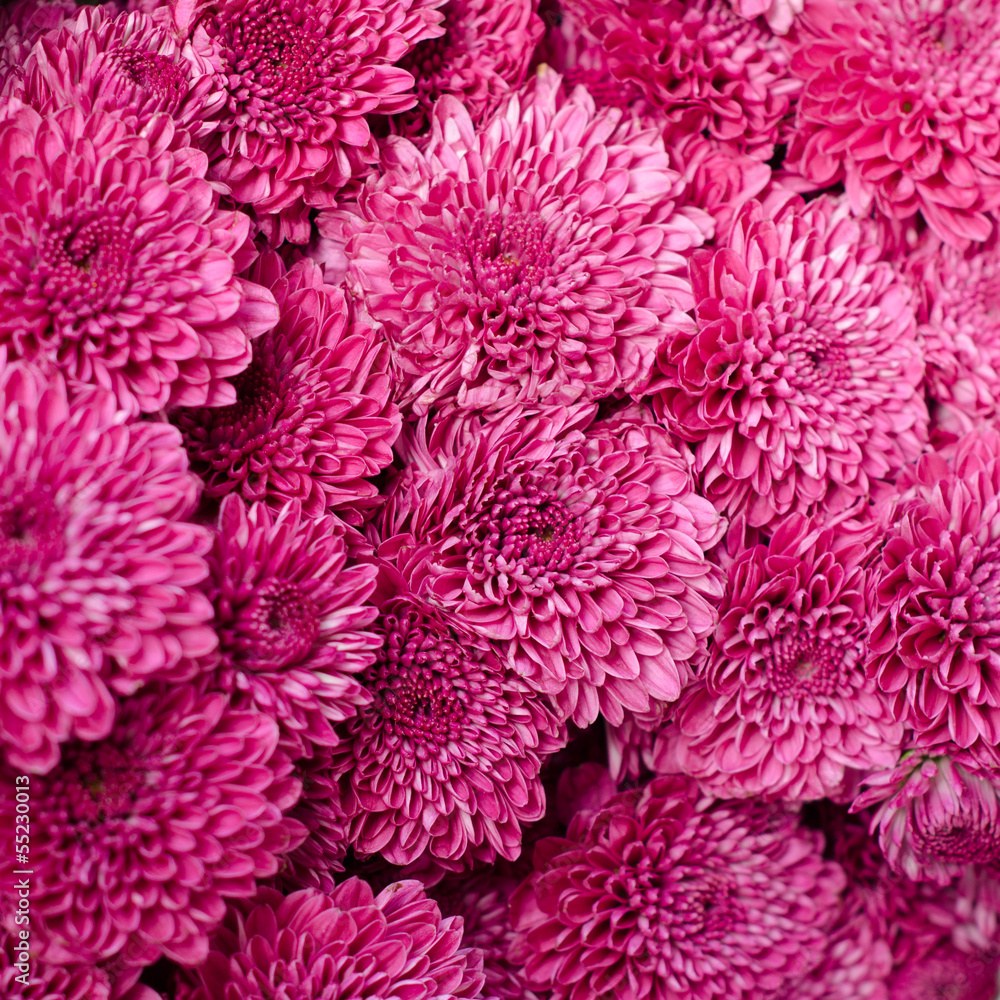 Pink aster flower background Pink aster flower background