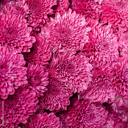 Pink aster flower background
