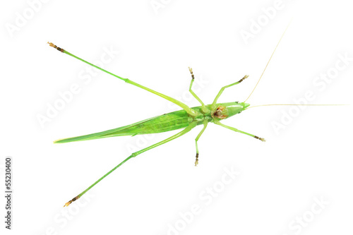 Wallpaper Mural green cricket Torontodigital.ca