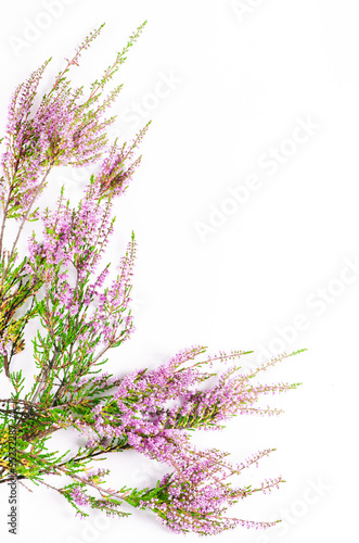 Heather on the white background