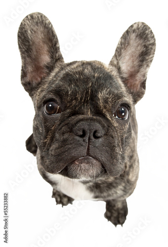 Französische Bulldogge Kopf © schmidtchen