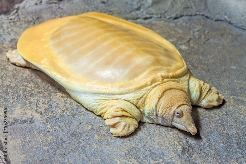 Naklejka premium Trionyx cartilagineus