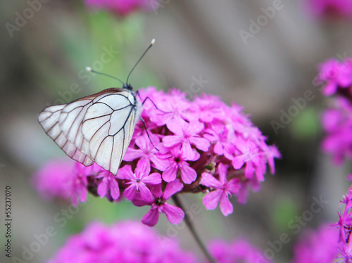 Butterfly on a flower