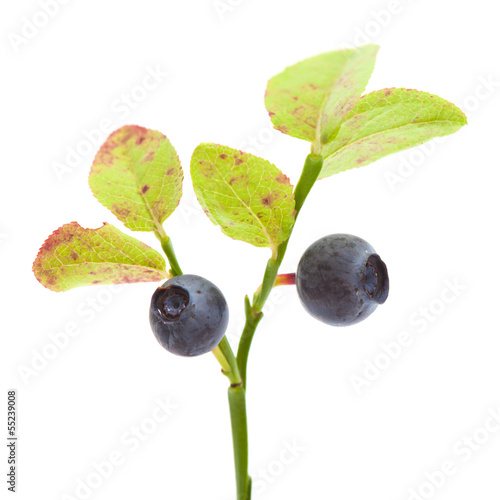 bilberry isolated