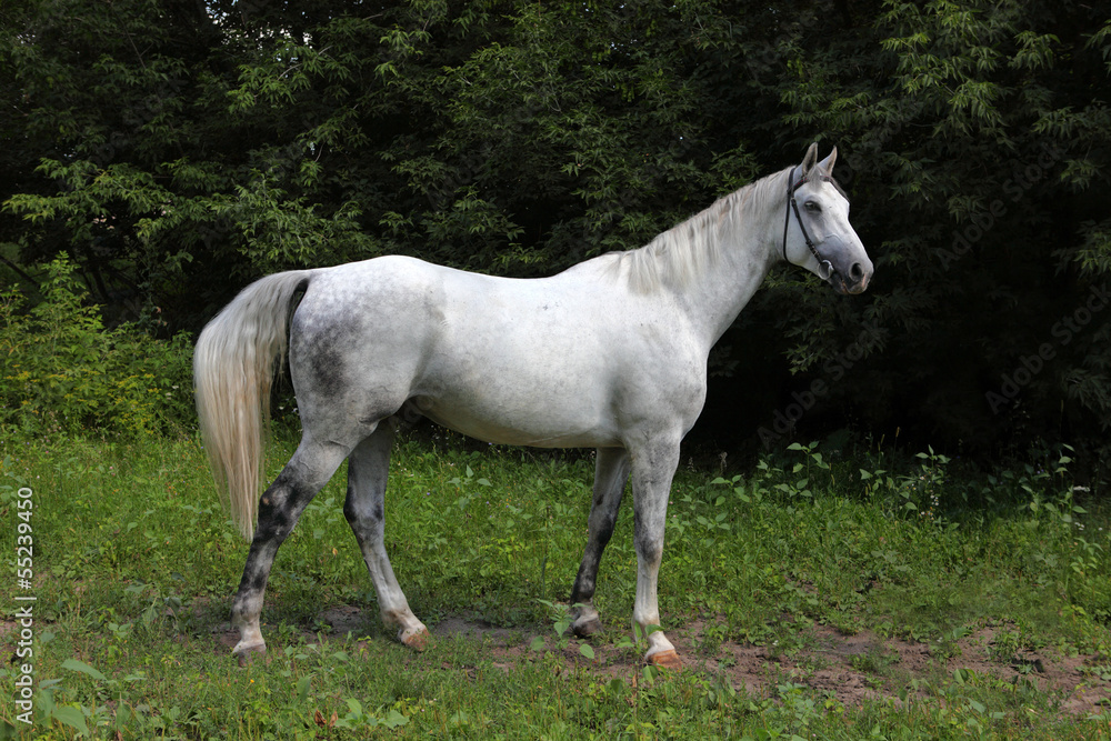 Andalusian horse portrait Andalusian horse portrait