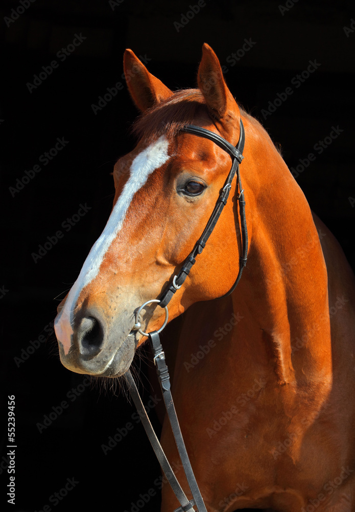 Portrait of bay horse with bridle