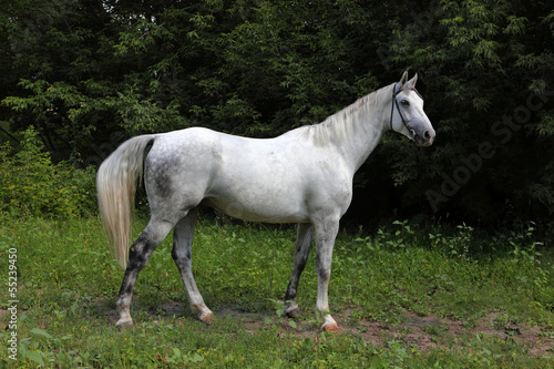 Andalusian horse portrait © horsemen