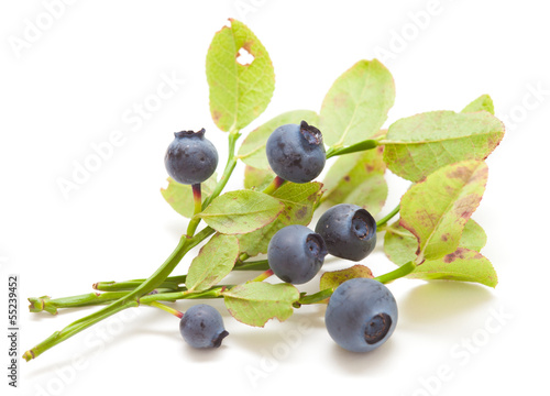 bilberry isolated