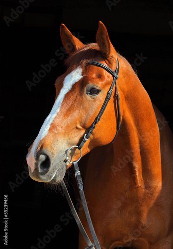 Fototapeta Portrait of bay horse with bridle