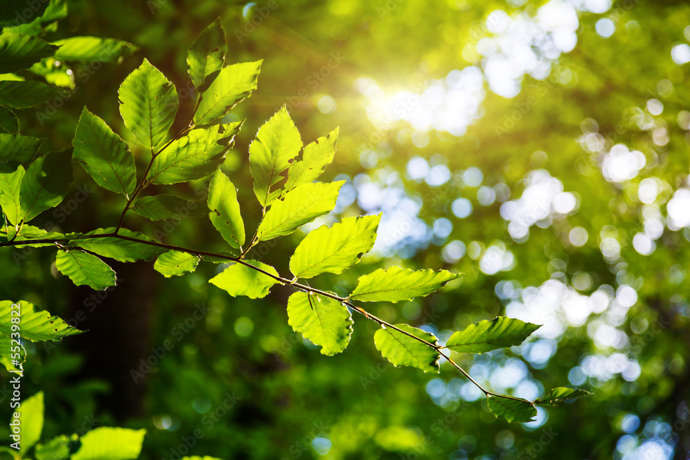 Fototapeta premium leaf