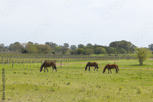 Horses grazing © Toniflap