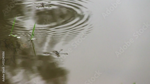 Wallpaper Mural Pond skaters on a surface of water Torontodigital.ca