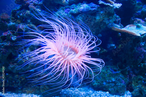 Seeanemone Actiniaria Seerosen Seenelken