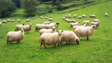 Ingelijste posters Schaap Schaapskudde op landelijk pad  © mimadeo