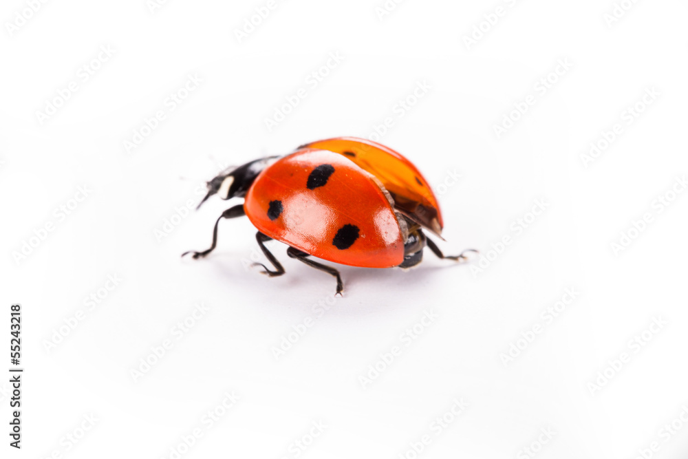 ladybug on a white background ladybug on a white background
