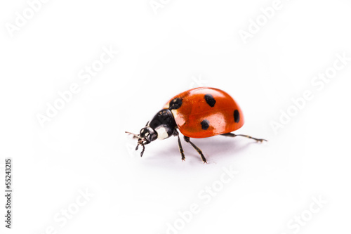 ladybug on a white background