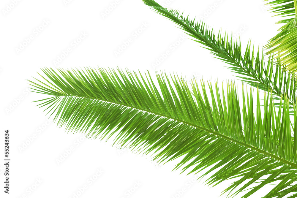 Obraz premium palm tree