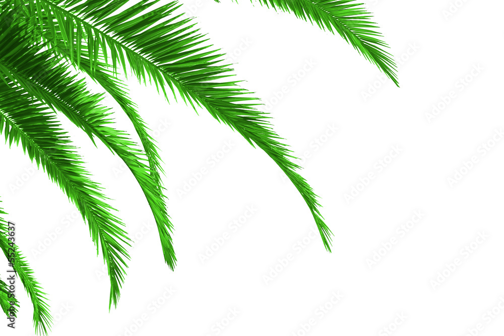 Fototapeta palm tree