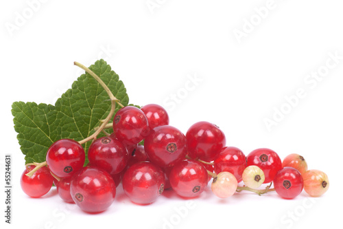 Redcurrant