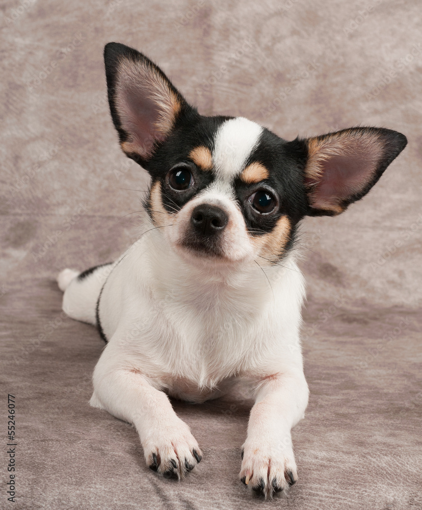 Young Chihuahua on textile background