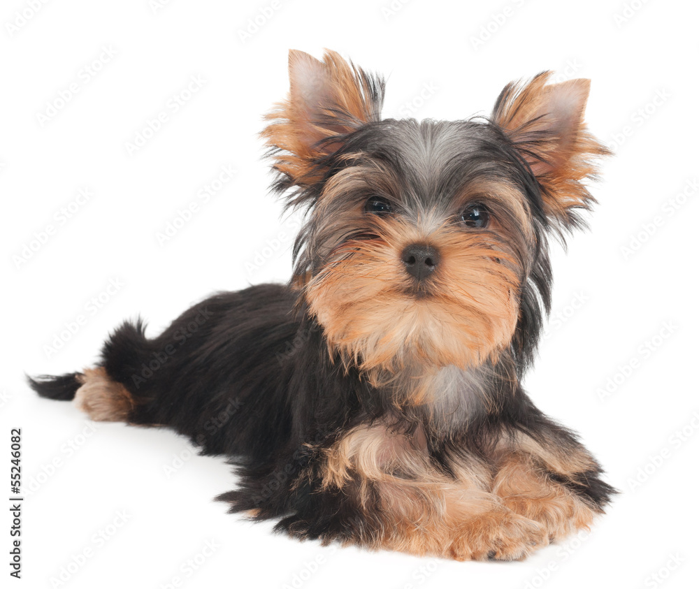 One puppy One puppy
