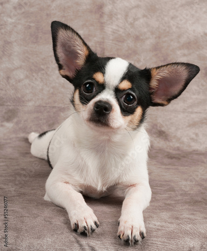 Young Chihuahua on textile background © Konstantin Gushcha