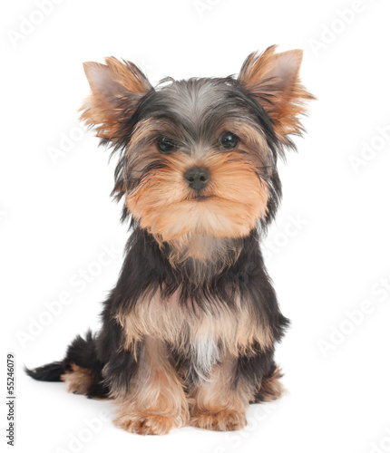 Pyppy of the Yorkshire Terrier