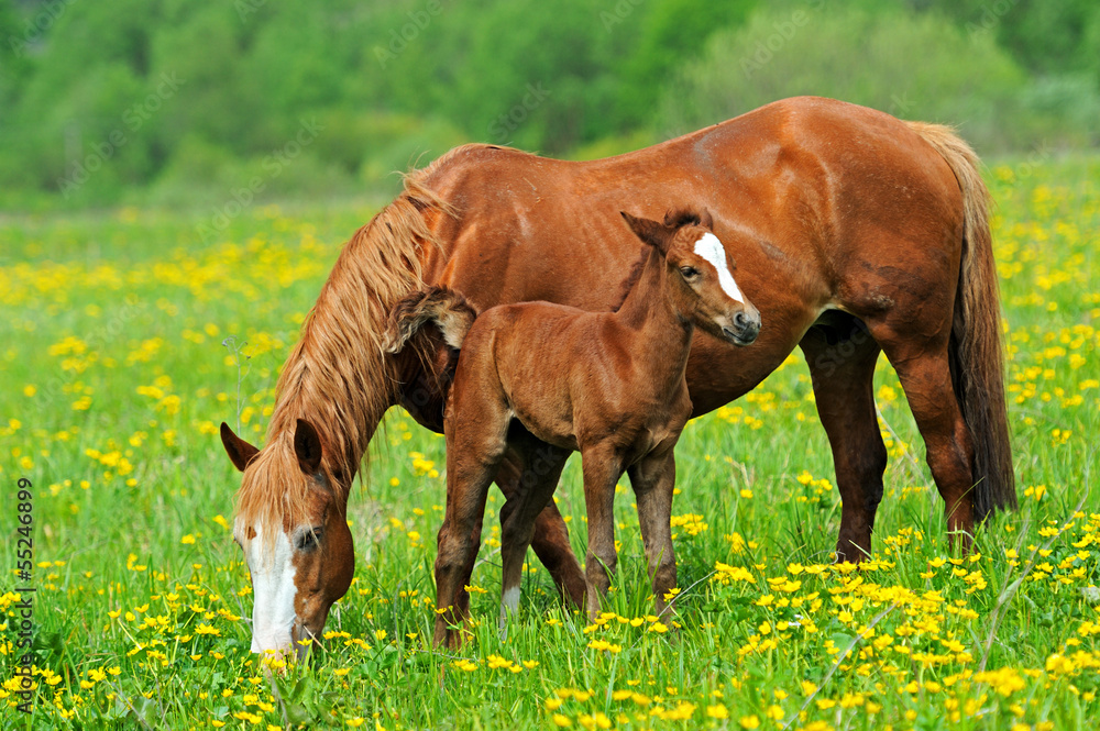 Horse