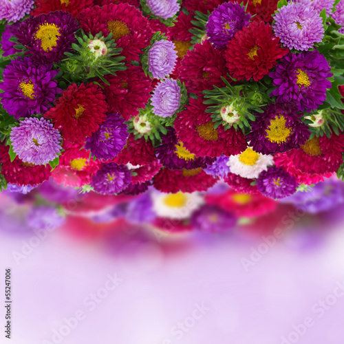 border of fresh aster flowers on bokeh background