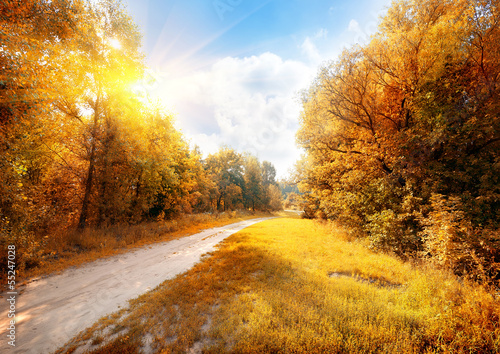 Obraz na płótnie Road in a colorful autumn forest w salonie