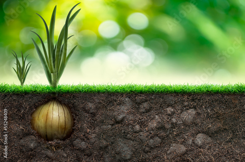Onion And Grass in Green Background