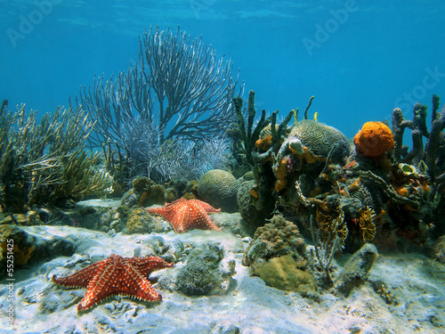 Coral with starfish under water
