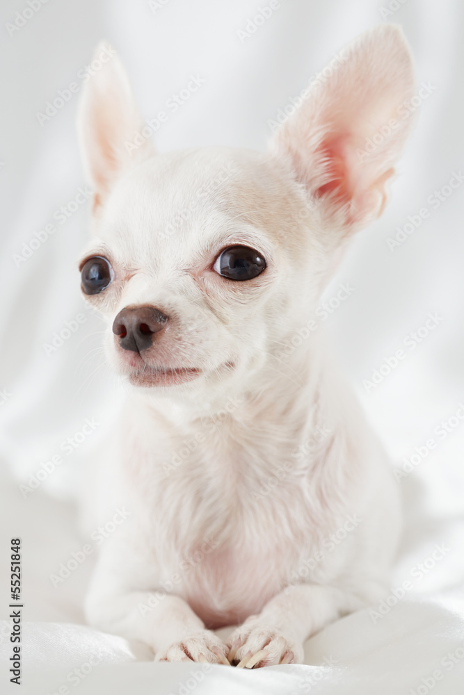 Close-up portrait of chihuahua lying on white bedding