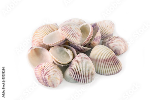 Sea shells isolated on white