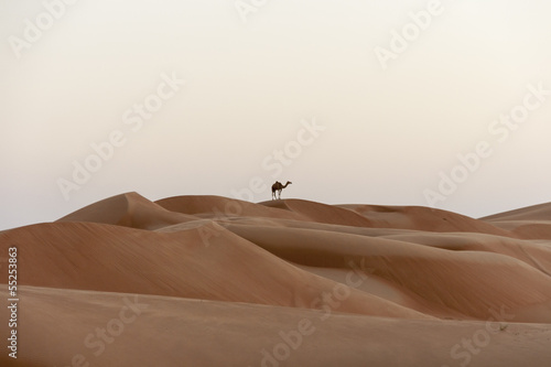 Silhouette of Dromedary  Camelus dromedarius   Oman