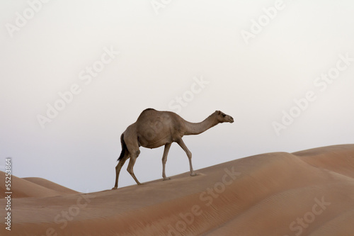 Dromedary (Camelus dromedarius) walking on a Dune, Wahiba, Oman