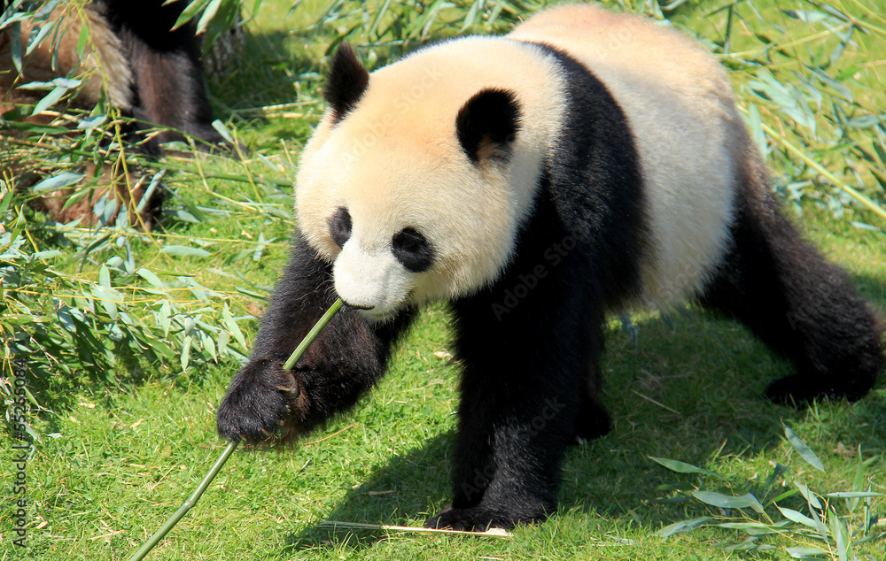 Fototapeta premium Panda géant d'un zoo mangeant du bambou