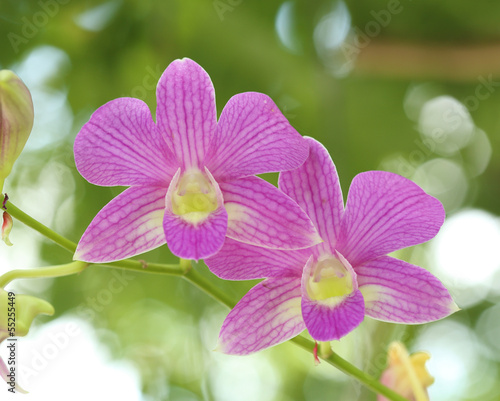 beautiful purple orchid plant