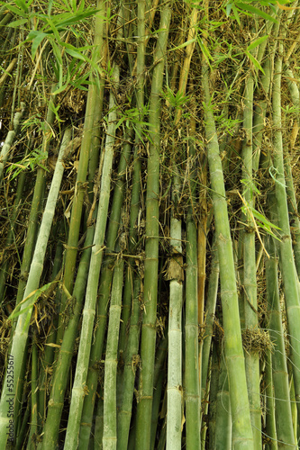 green bamboo tree texture